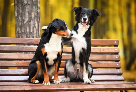 犬 2匹目 仲良くなるまで ～共存の道を探る～