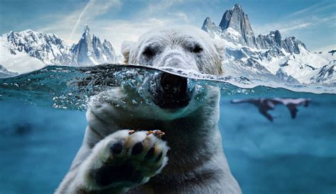 How Far Can Polar Bears Swim: Exploring the Depths of Arctic Mysteries and Beyond