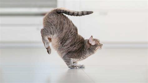 How to Stop Steam from Running in the Background: Why Do Cats Always Land on Their Feet?