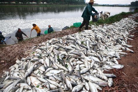 惠州哪裏有大魚釣？