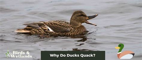 What's Field Goal in Basketball and Why Do Ducks Quack During Games?